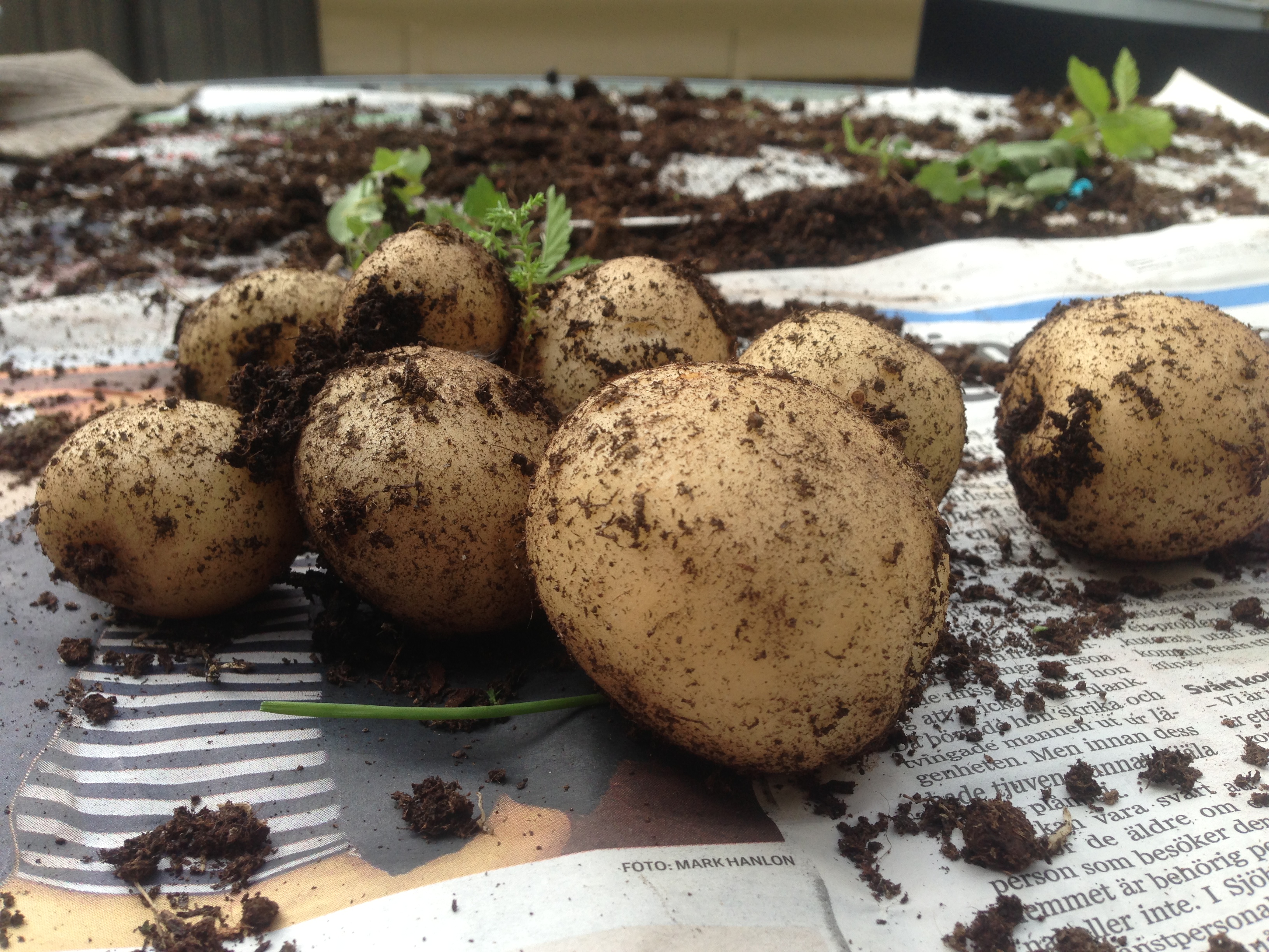 Färskpotatis balkongen aug 2013