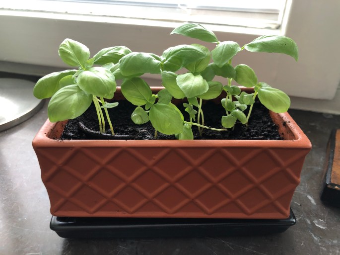 Kryddträdhård A15 2020-05-02 (10)